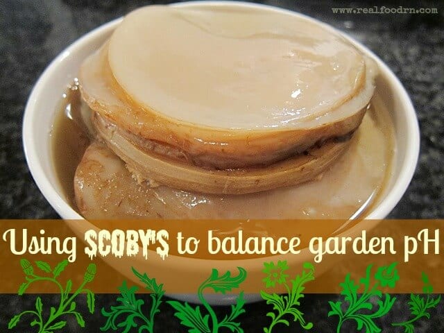 Using SCOBY's to Balance Garden pH | Real Food RN