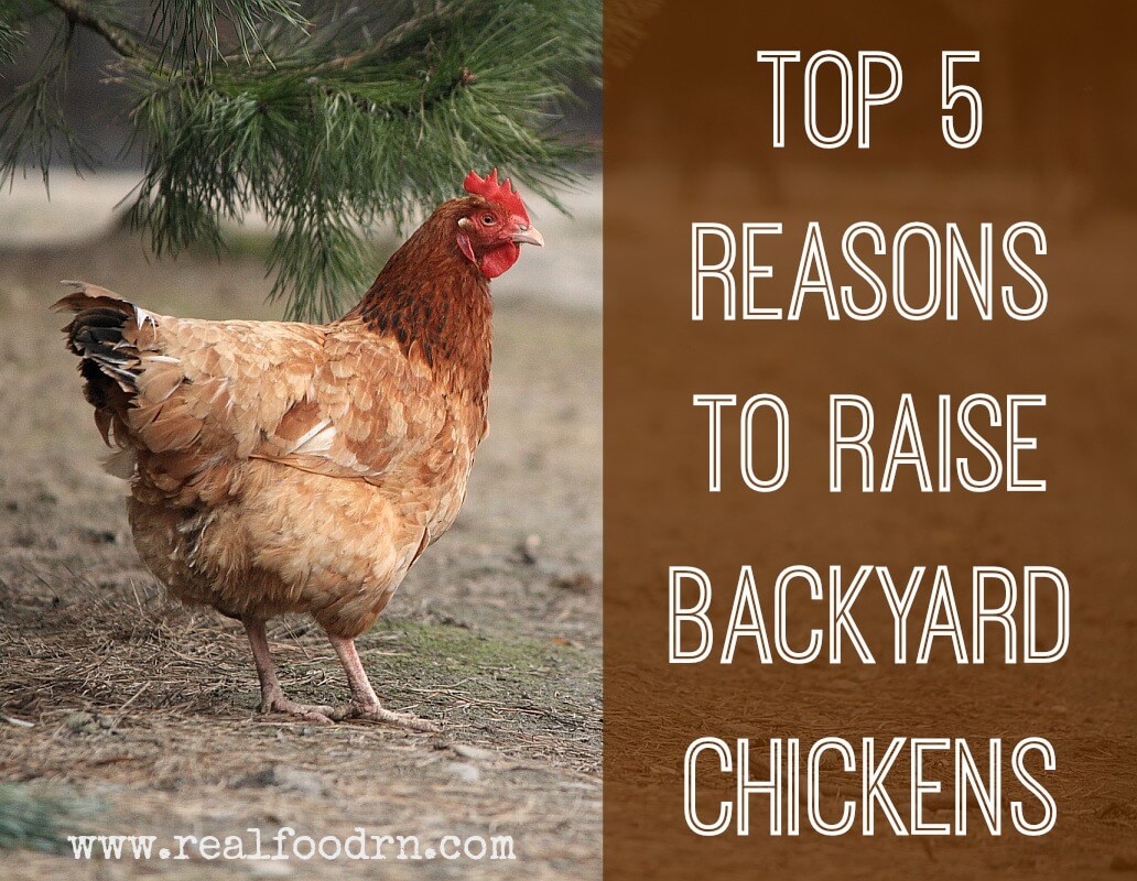 Top 5 Reasons to Raise Backyard Chickens