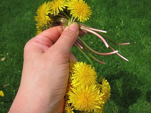 How To Make a Dandelion Crown | Real Food RN
