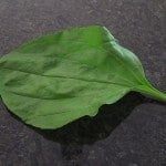 How to Make a Plantain Weed Bandage | Real Food RN