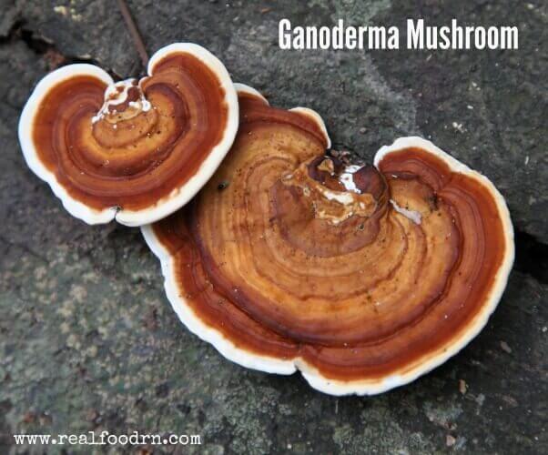 gandoderma-mushroom