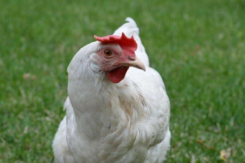 How We Lovingly Healed Our Chicken With a Broken Neck | Real Food RN