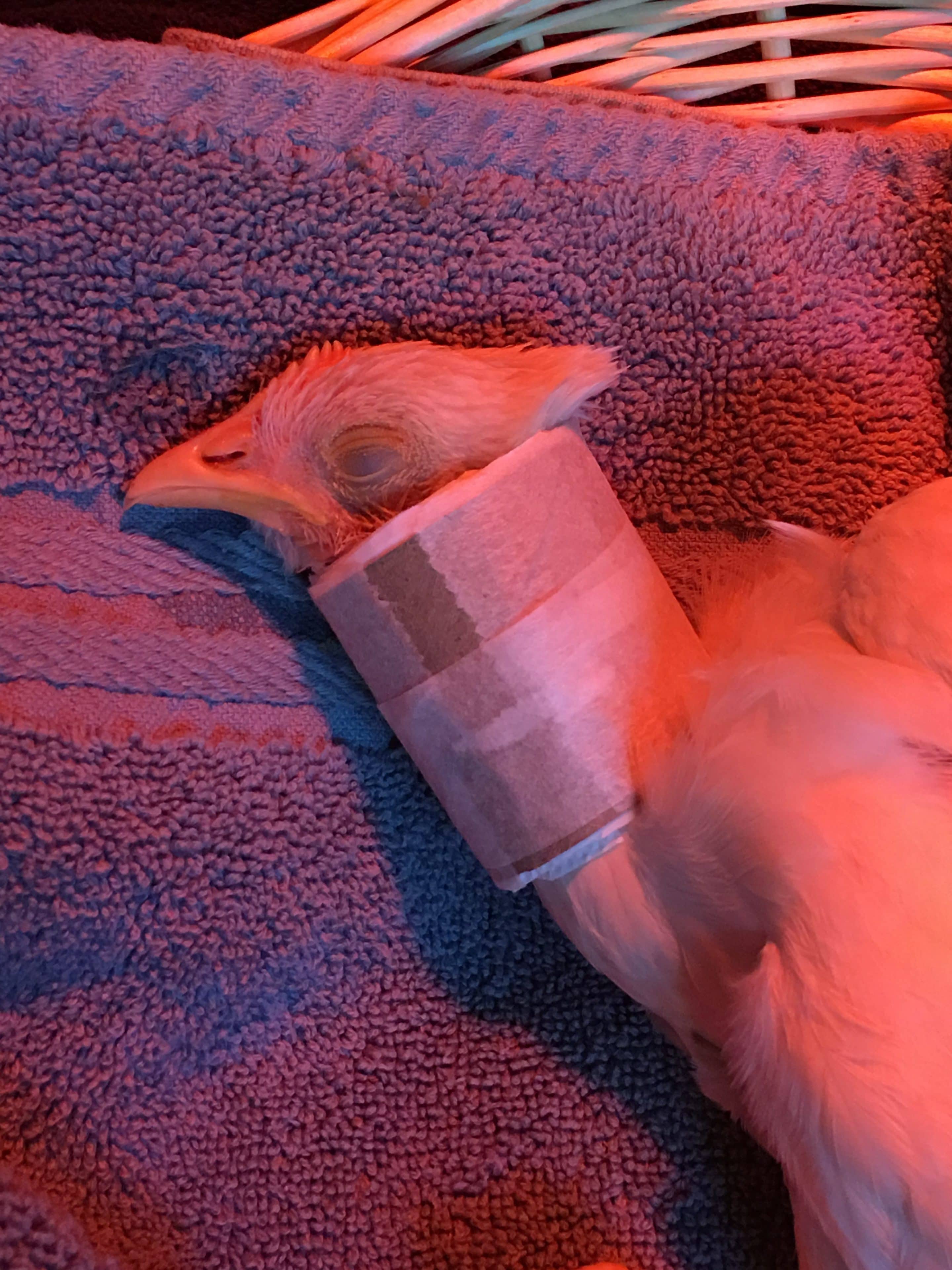 How We Lovingly Healed Our Chicken With a Broken Neck | Real Food RN