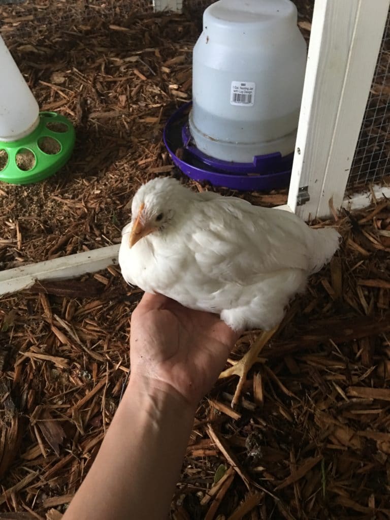 How We Lovingly Healed Our Chicken With a Broken Neck Real Food RN