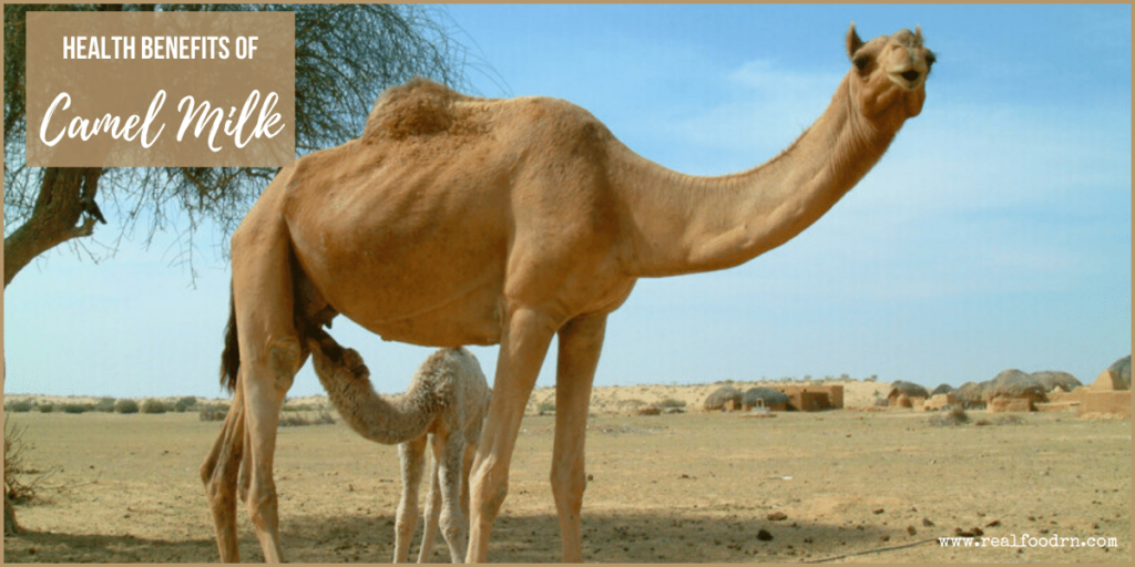 Health Benefits of Camel Milk | Real Food RN