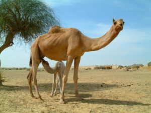 Health Benefits of Camel Milk | Real Food RN