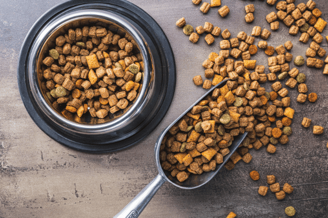 What Is the Healthiest Dog Food for Your Pet? | Real Food RN